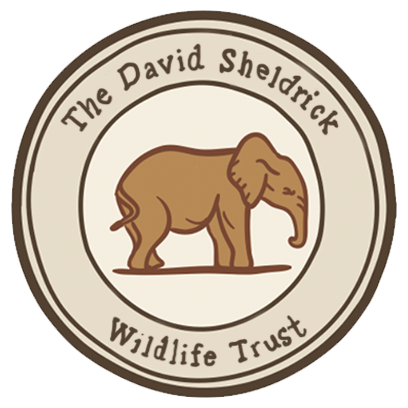 DSWT Baby Elephant Stickers messages sticker-5