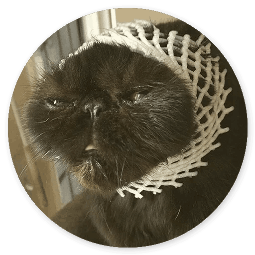Stupid Cats messages sticker-10