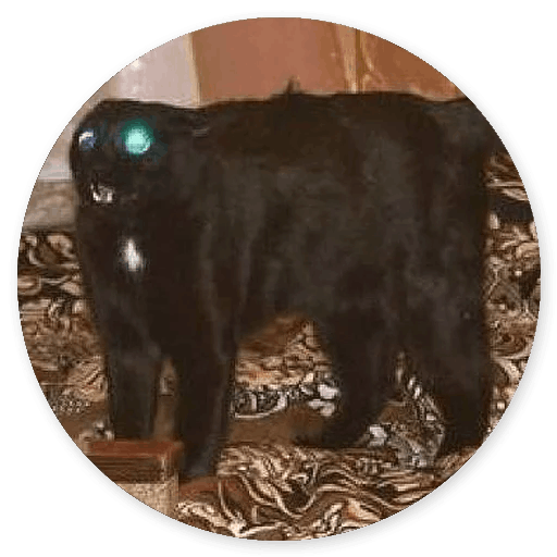 Stupid Cats messages sticker-2