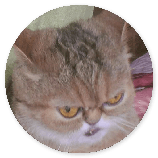 Stupid Cats messages sticker-8