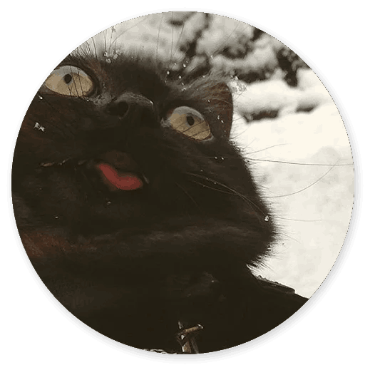 Stupid Cats messages sticker-3