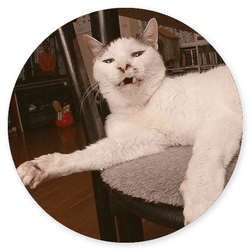 Stupid Cats messages sticker-6