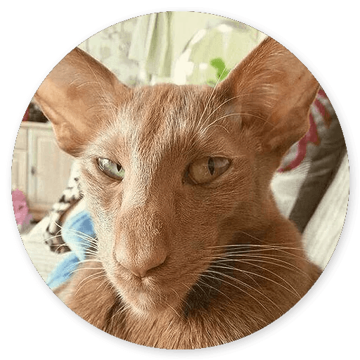 Stupid Cats messages sticker-4
