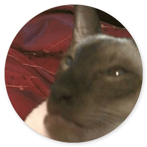 Stupid Cats messages sticker-11