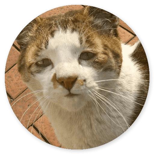 Stupid Cats messages sticker-7