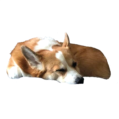Corgi Rick Rick Sticks messages sticker-6