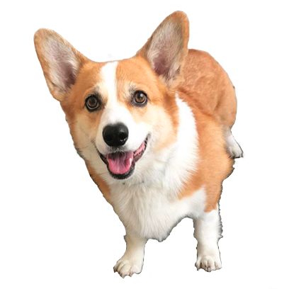 Corgi Rick Rick Sticks messages sticker-7