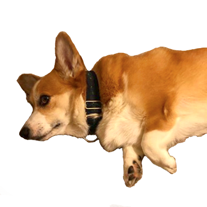 Corgi Rick Rick Sticks messages sticker-3