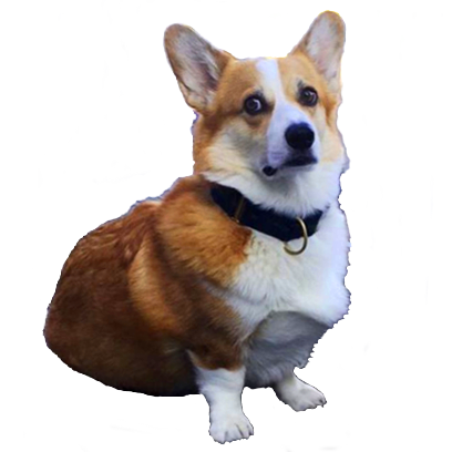 Corgi Rick Rick Sticks messages sticker-0