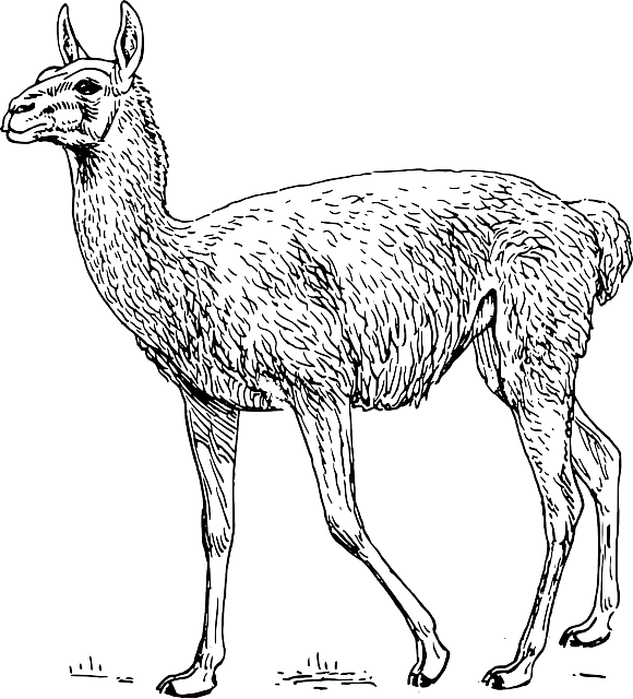 Lllama Stickers messages sticker-8