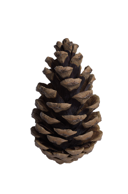 Pine Cone Stickers messages sticker-5