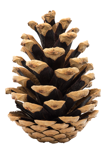 Pine Cone Stickers messages sticker-2