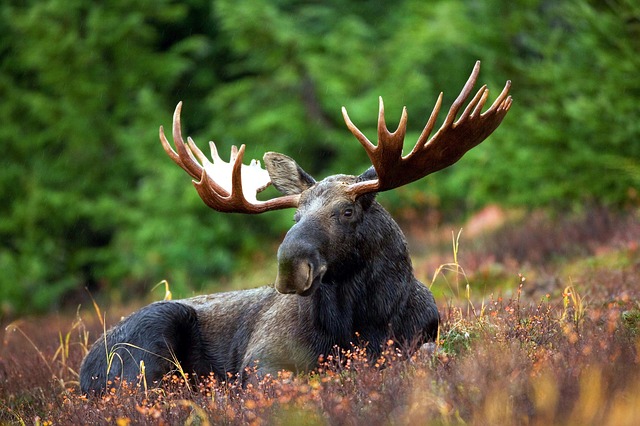 Moose Sticker Pack messages sticker-9