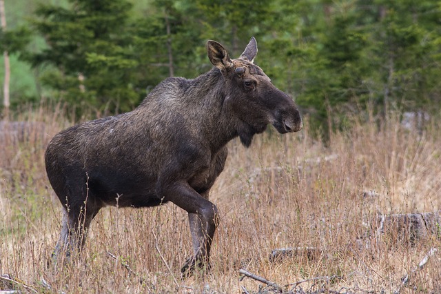 Moose Sticker Pack messages sticker-1