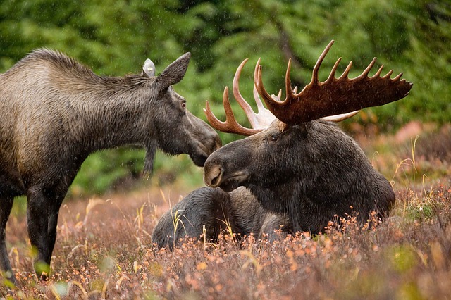 Moose Sticker Pack messages sticker-8
