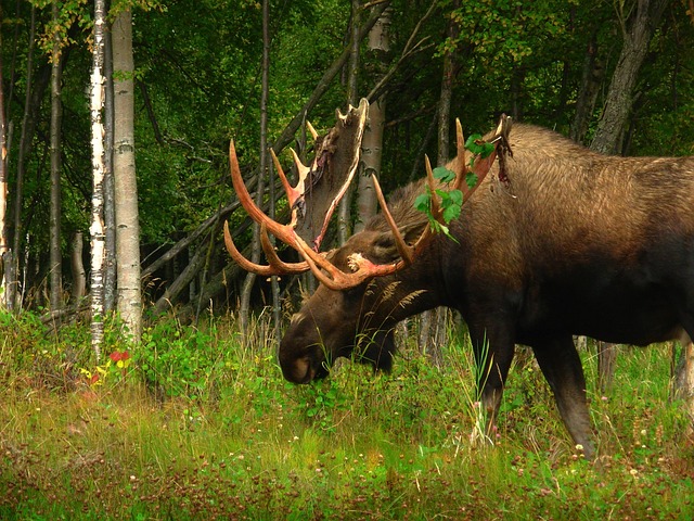 Moose Sticker Pack messages sticker-3