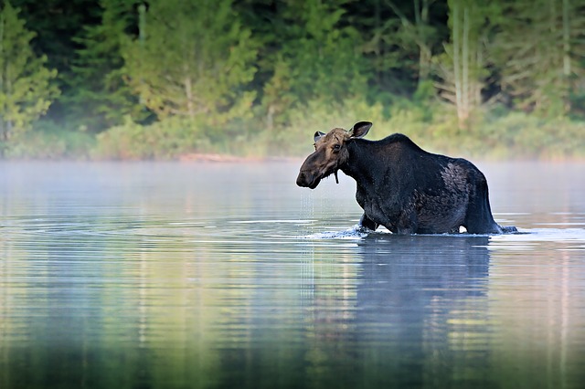 Moose Sticker Pack messages sticker-10