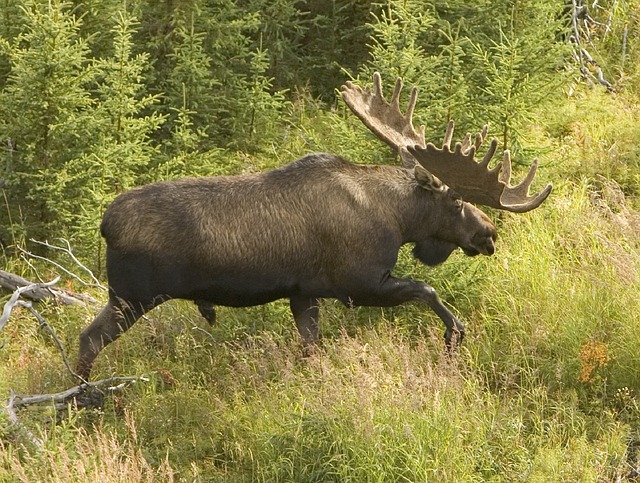 Moose Sticker Pack messages sticker-5