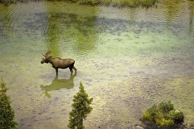 Moose Sticker Pack messages sticker-6