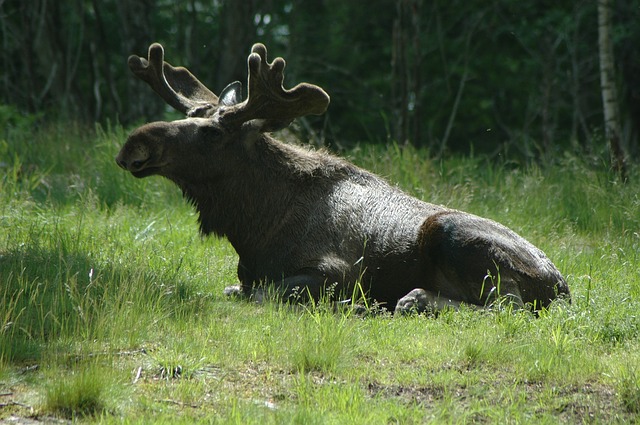 Moose Sticker Pack messages sticker-2