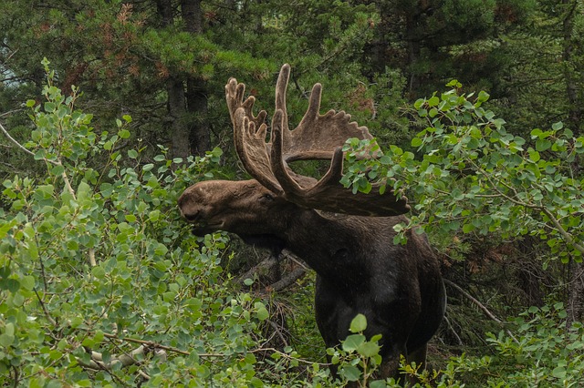 Moose Sticker Pack messages sticker-7