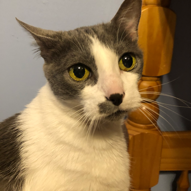 Junie the Cat messages sticker-1