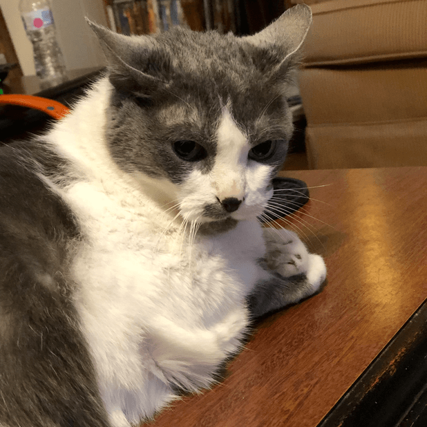Junie the Cat messages sticker-6