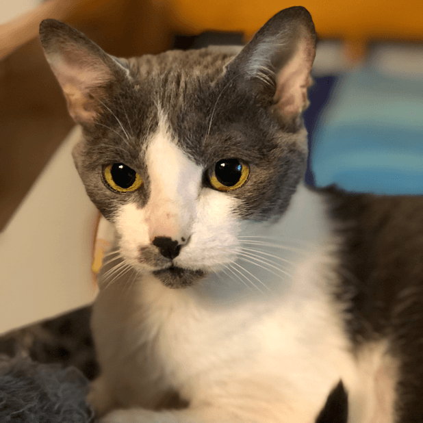 Junie the Cat messages sticker-8