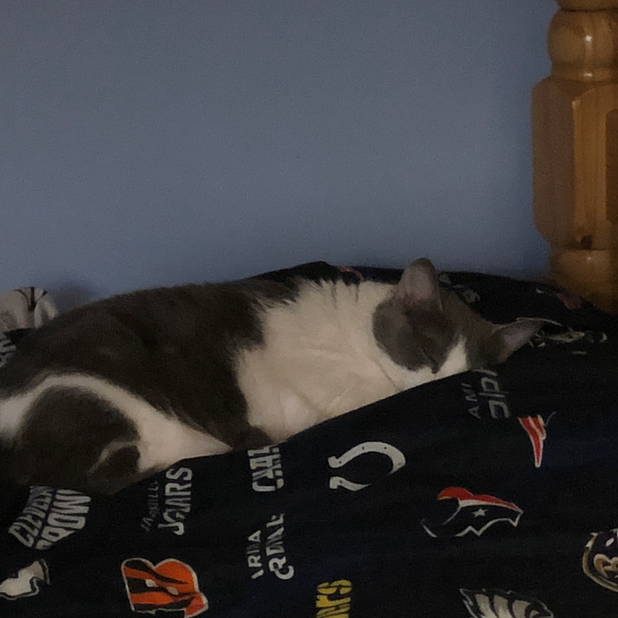 Junie the Cat messages sticker-0