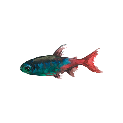 Magic Fish AR messages sticker-3
