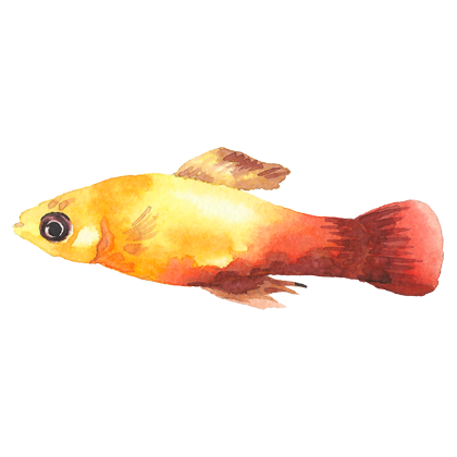 Magic Fish AR messages sticker-2