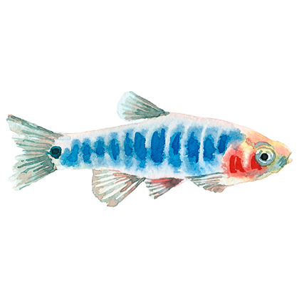 Magic Fish AR messages sticker-10
