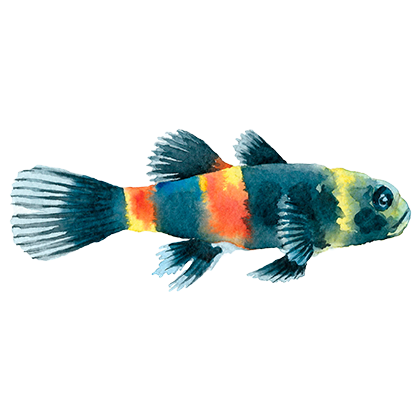 Magic Fish AR messages sticker-8