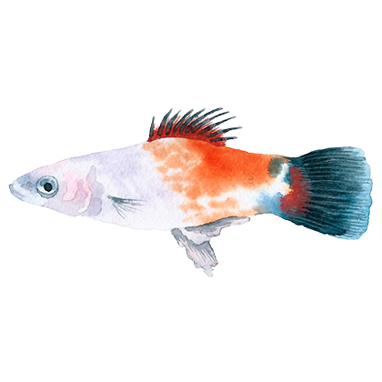 Magic Fish AR messages sticker-6