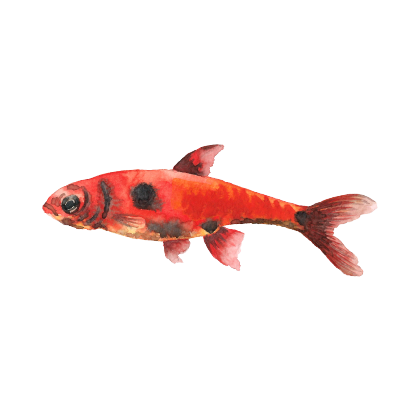 Magic Fish AR messages sticker-9