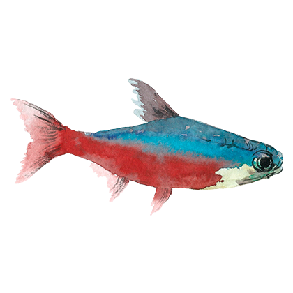 Magic Fish AR messages sticker-8