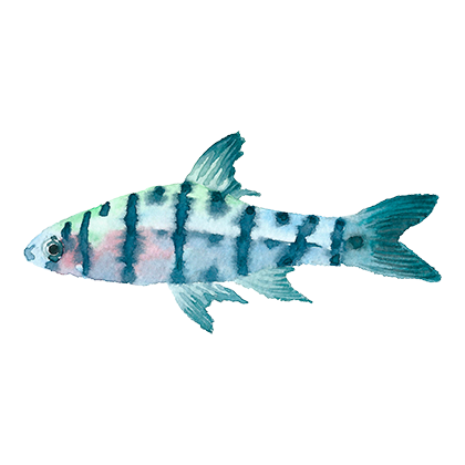 Magic Fish AR messages sticker-2