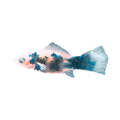Magic Fish AR messages sticker-11