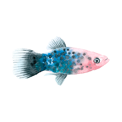 Magic Fish AR messages sticker-4