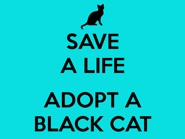 Cat Quote Stickers messages sticker-0