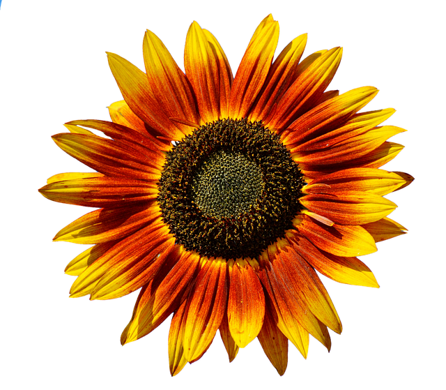Sunflower Stickers messages sticker-6