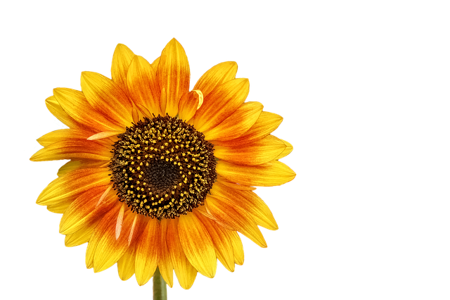 Sunflower Stickers messages sticker-7
