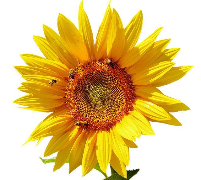Sunflower Stickers messages sticker-3
