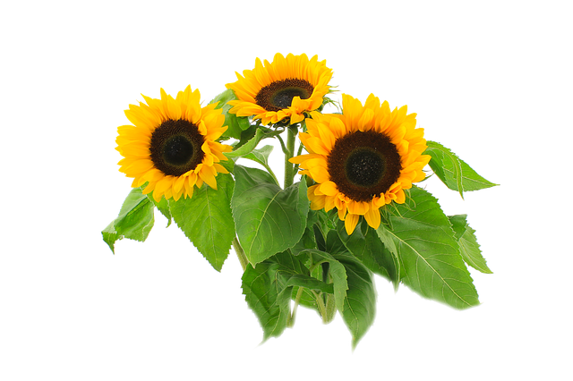 Sunflower Stickers messages sticker-11