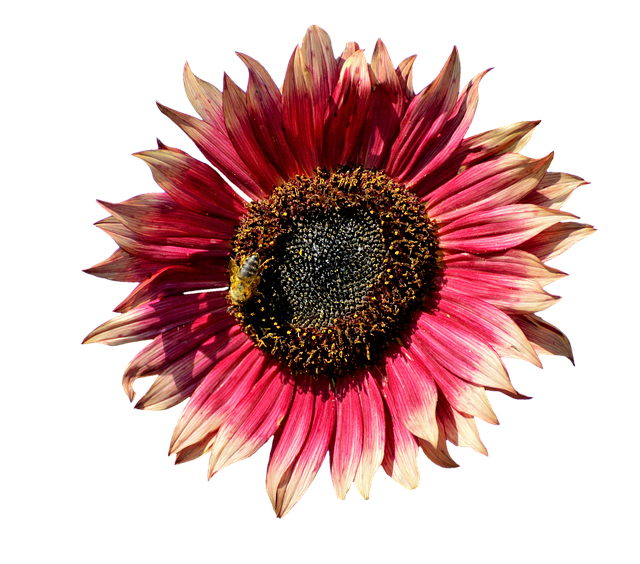 Sunflower Stickers messages sticker-4