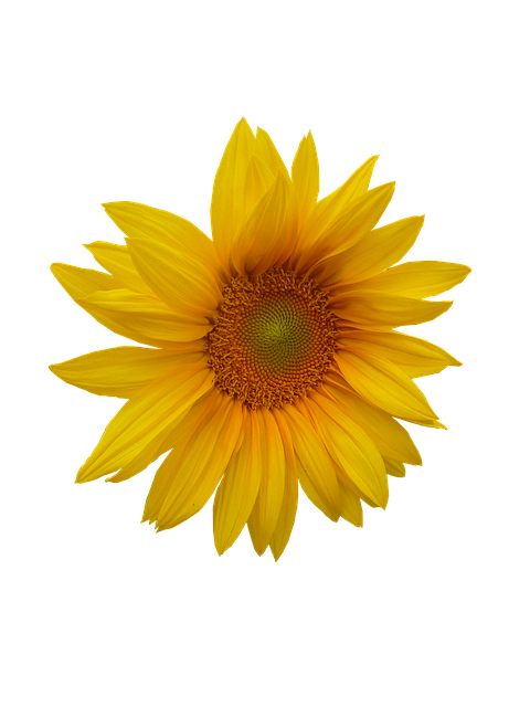 Sunflower Stickers messages sticker-9
