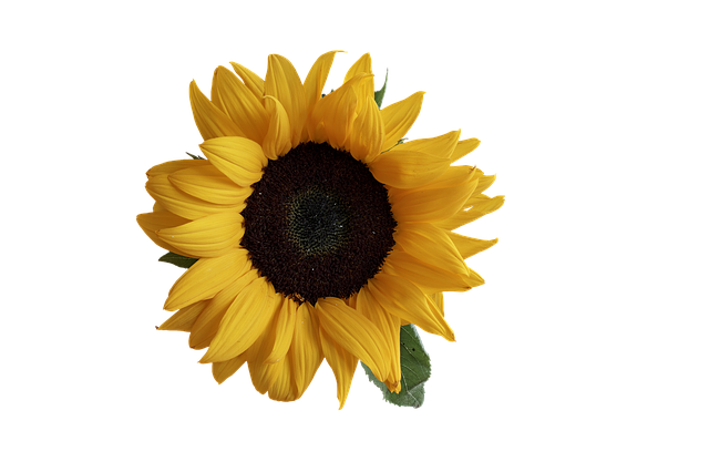 Sunflower Stickers messages sticker-8