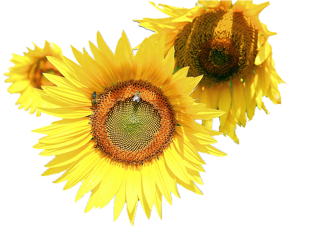 Sunflower Stickers messages sticker-10