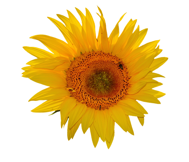 Sunflower Stickers messages sticker-5