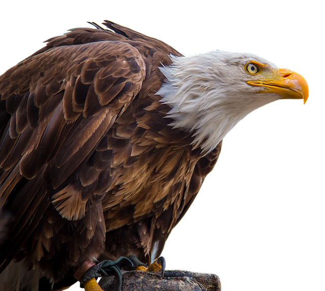 Exquisite Eagle Stickers messages sticker-2
